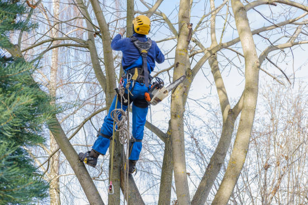 Best Leaf Removal  in USA